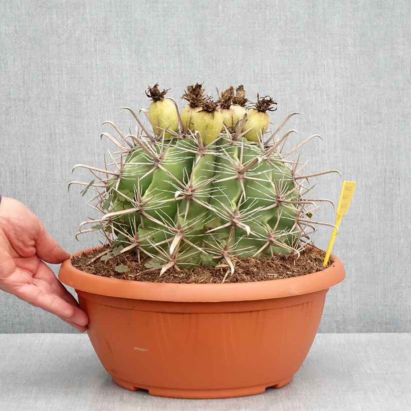 Ferocactus horridus Ciotola da 7,5L/10L esemplare consegnato in primavera