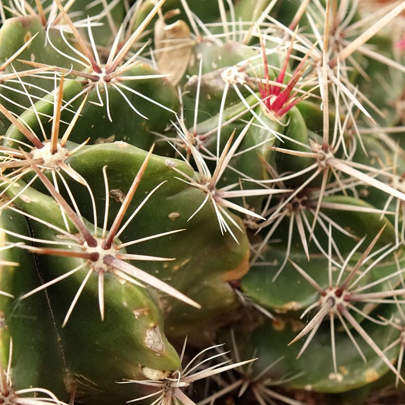 Ferocactus robustus (Fogliame)