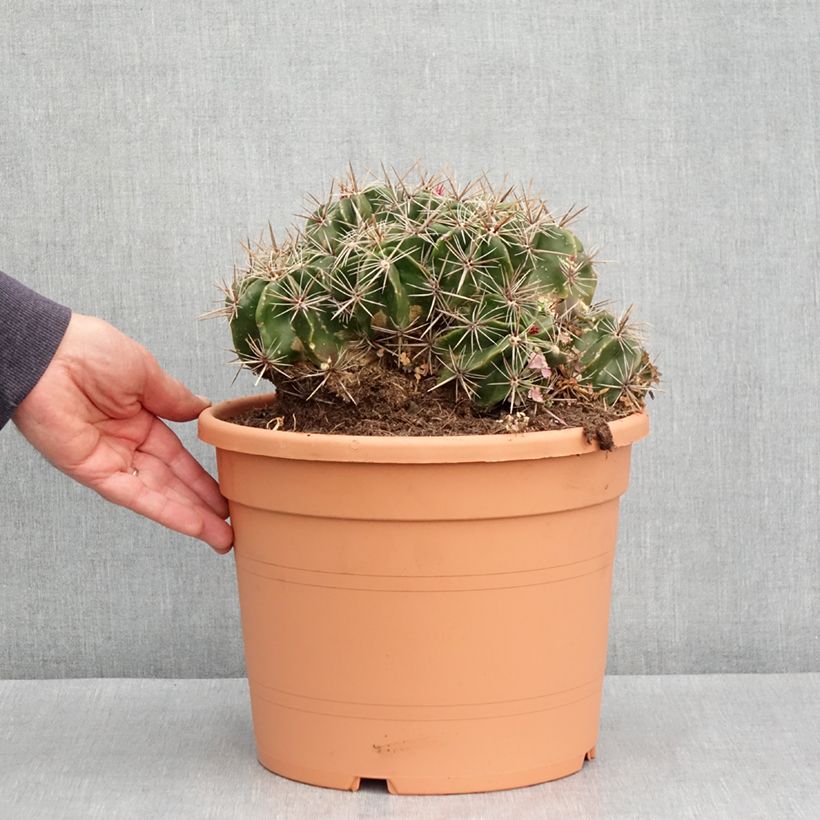 Ferocactus robustus Vaso da 7,5L/10L esemplare consegnato in primavera