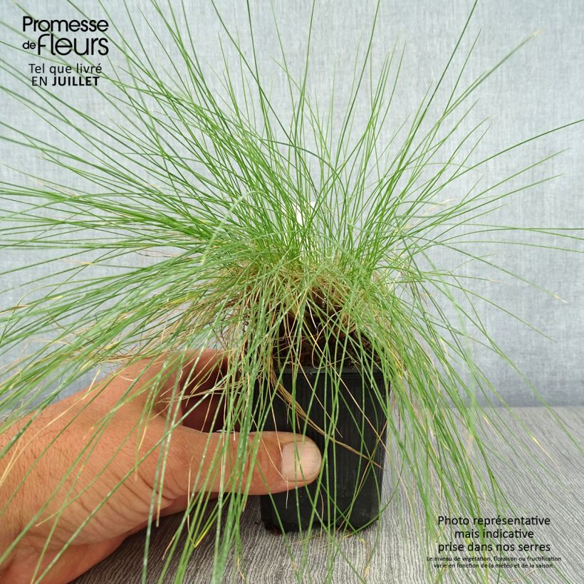 Esemplare di Festuca filiformis - Festuca a foglie capillari Vasetto da 8/9 cm consegnato in estate