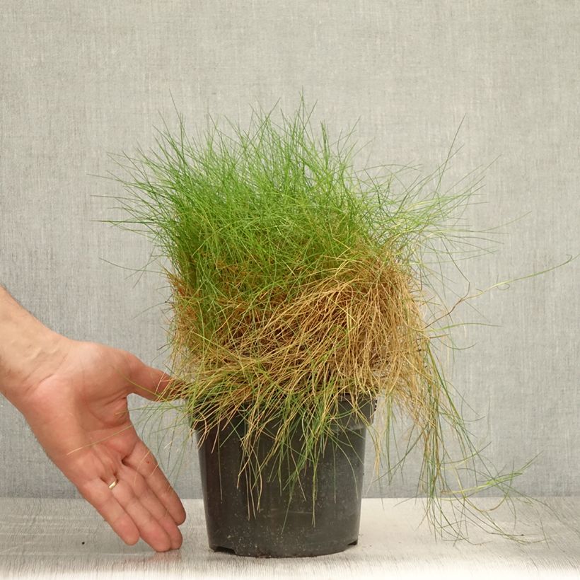 Esemplare di Festuca gautieri Vaso da 2L/3L consegnato in estate