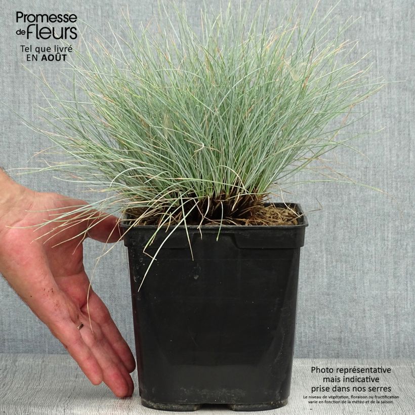 Esemplare di Festuca glauca Intense Blue - Festuca blu Vaso da 2L/3L consegnato in estate