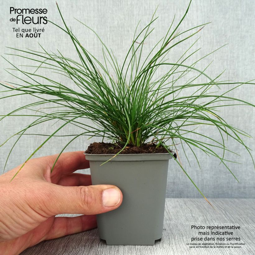 Esemplare di Festuca Sunrise Vasetto da 8/9 cm consegnato in estate