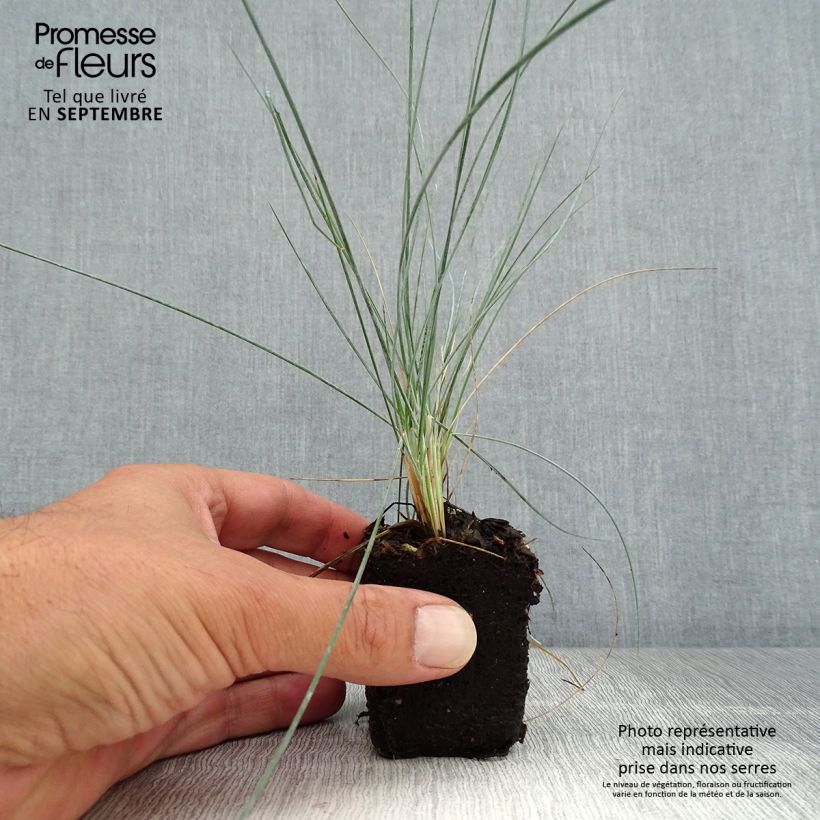 Esemplare di Festuca glauca Easy Blue - Festuca blu mini zolla... come consegnato in autunno