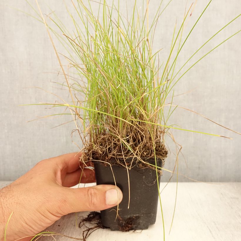 Esemplare di Festuca ovina Vasetto da 8/9 cm consegnato in estate