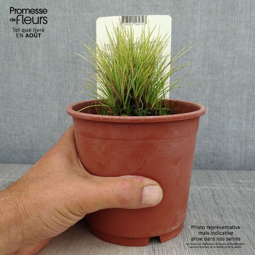 Esemplare di Festuca glauca Golden Toupee - Festuca blu Vaso da 1L/1,5L consegnato in estate