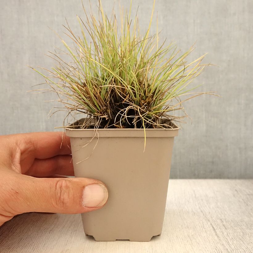 Esemplare di Festuca glauca Golden Toupee - Festuca blu Vasetto da 8/9 cm consegnato in estate