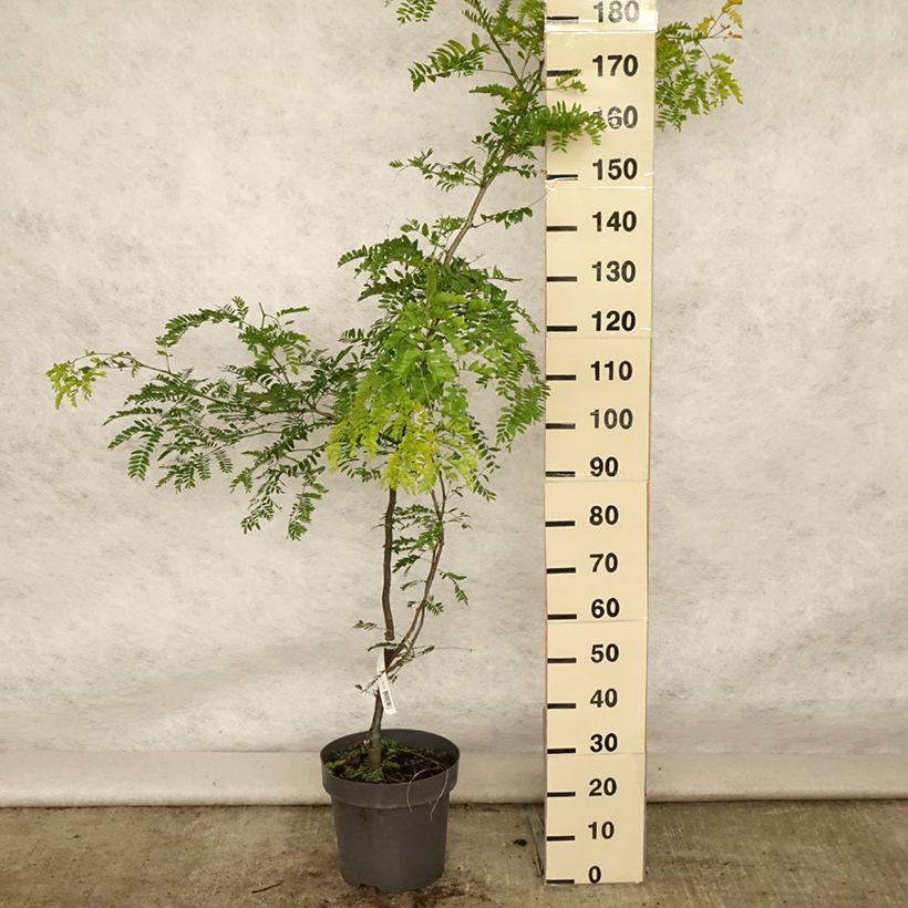 Esemplare di Gleditsia triacanthos f.inermis Sunburst Vaso da 7,5L/10L consegnato in estate