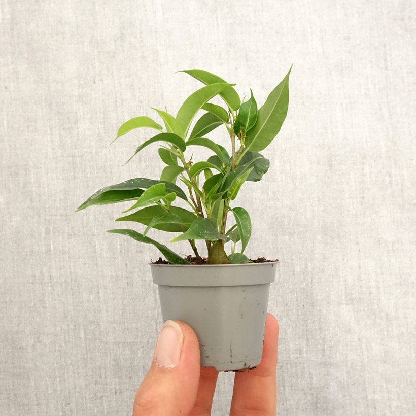Ficus Natasja - Figuier pleureur nain Mini-plante esemplare consegnato in primavera