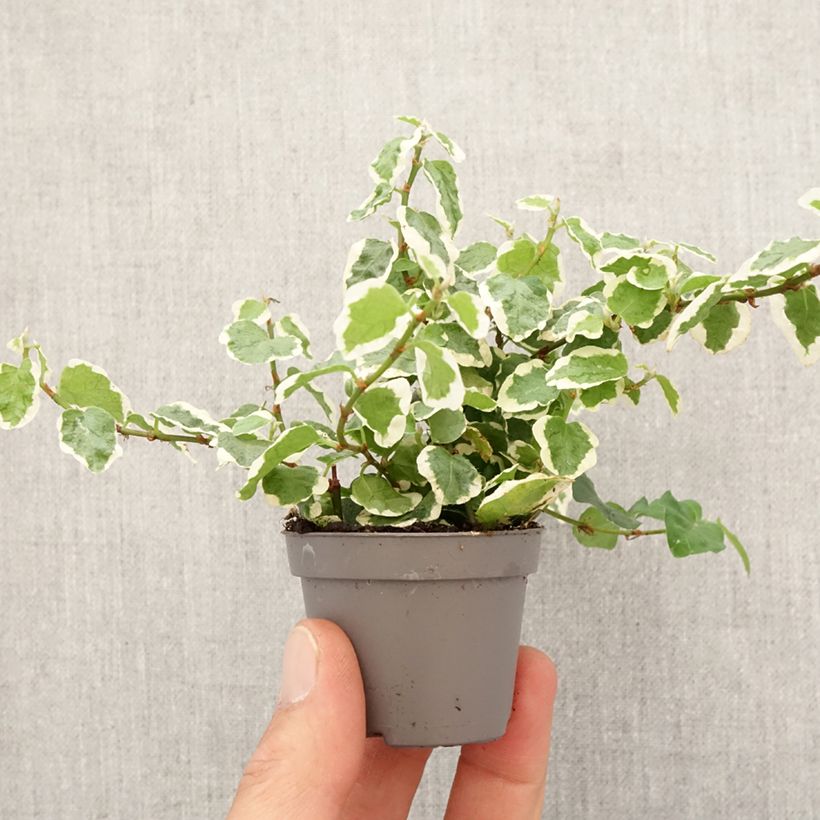 Ficus pumila Bellus - Fico rampicanteché Mini-plante esemplare consegnato in primavera