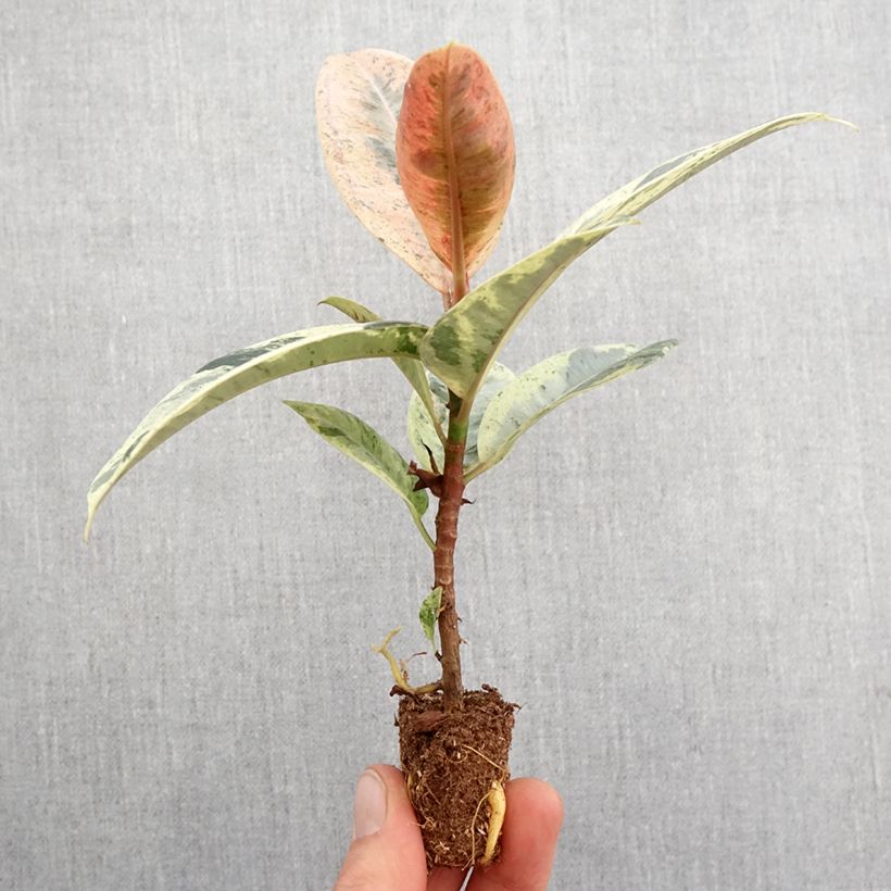 Ficus Shivereana - Caoutchouc panaché Mini-motte Ø 3/4 cm esemplare consegnato in primavera