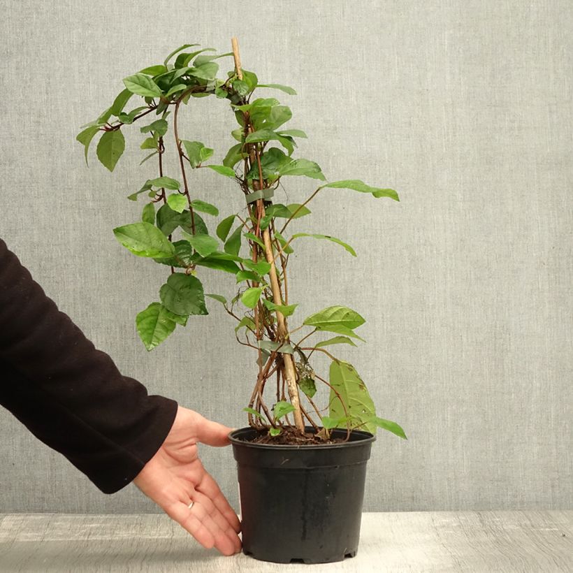 Esemplare di Ficus tikoua - Figuier des guêpes                           Vaso da 2L/3L come consegnato in autunno