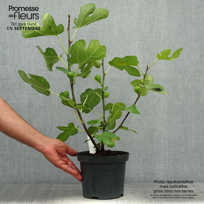 Esemplare di Fico Portogallo Vaso da 2L/3L, A cespuglioAltezza consegnata circa 30/40cm come consegnato in autunno