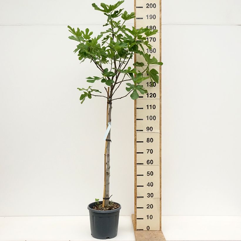Fico Osborn Prolific Vaso da 12L/15L, Vaso impalcato medio esemplare consegnato in primavera