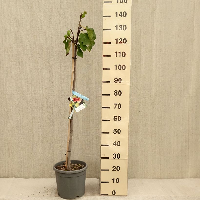 Esemplare di Fico Sucre Vert Vaso da 12L/15L, Vaso impalcato medio come consegnato in autunno