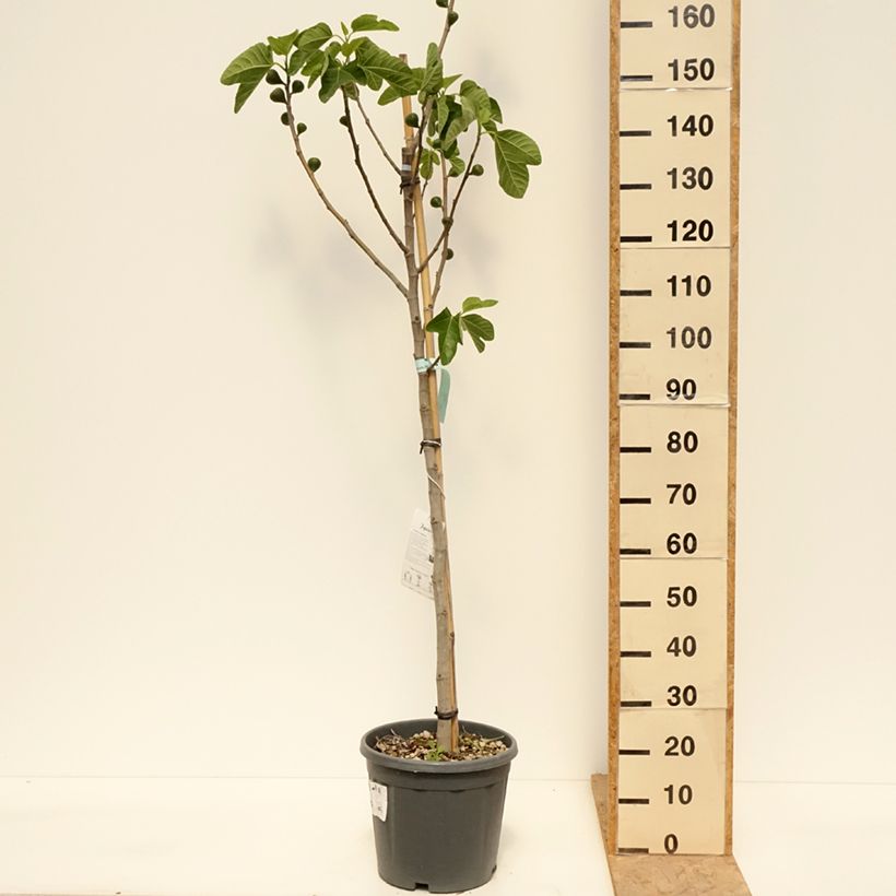 Fico Sucre Vert Vaso da 12L/15L, Vaso impalcato medio esemplare consegnato in primavera