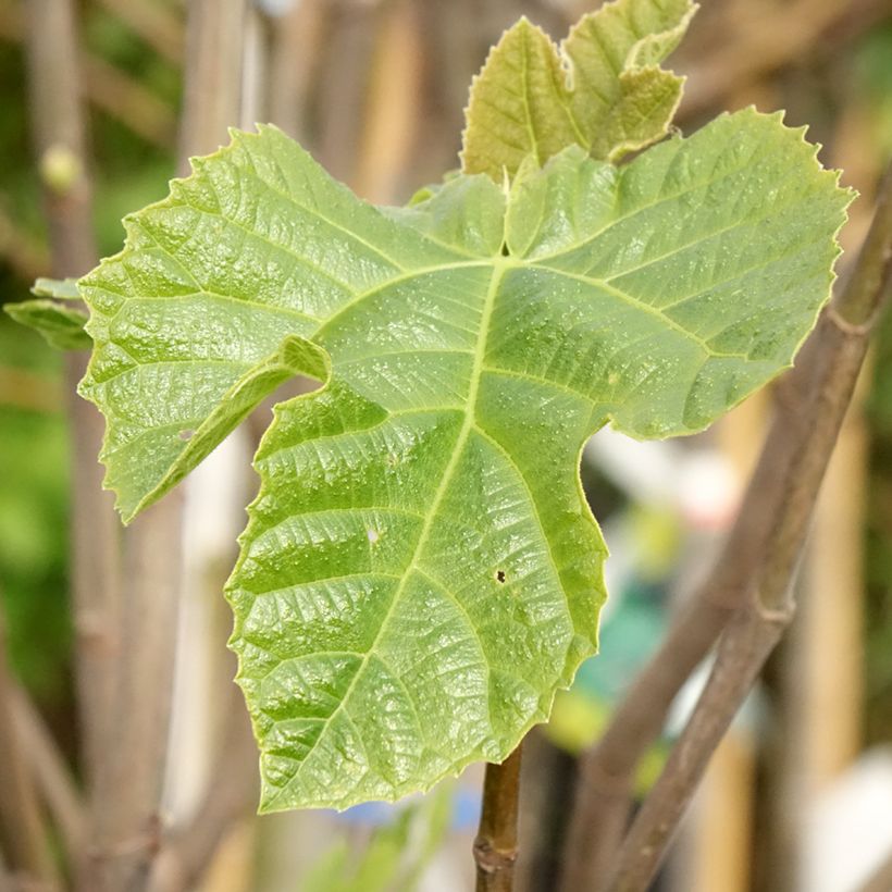Fico Sultane (Fogliame)