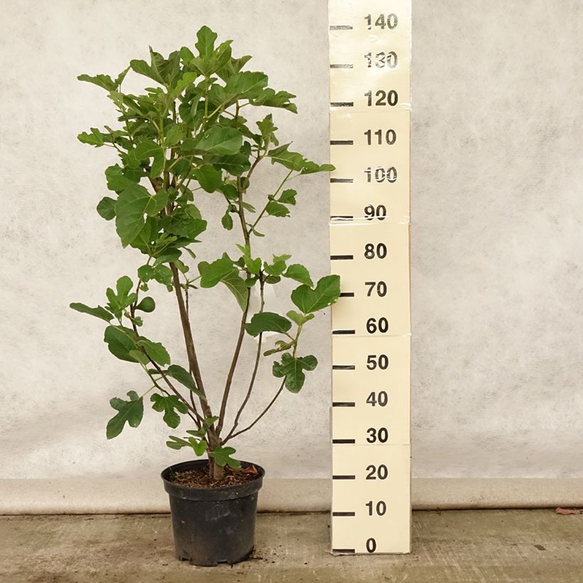 Esemplare di Fico Jannot Vaso da 7,5L/10L, Vaso impalcato medio consegnato in estate