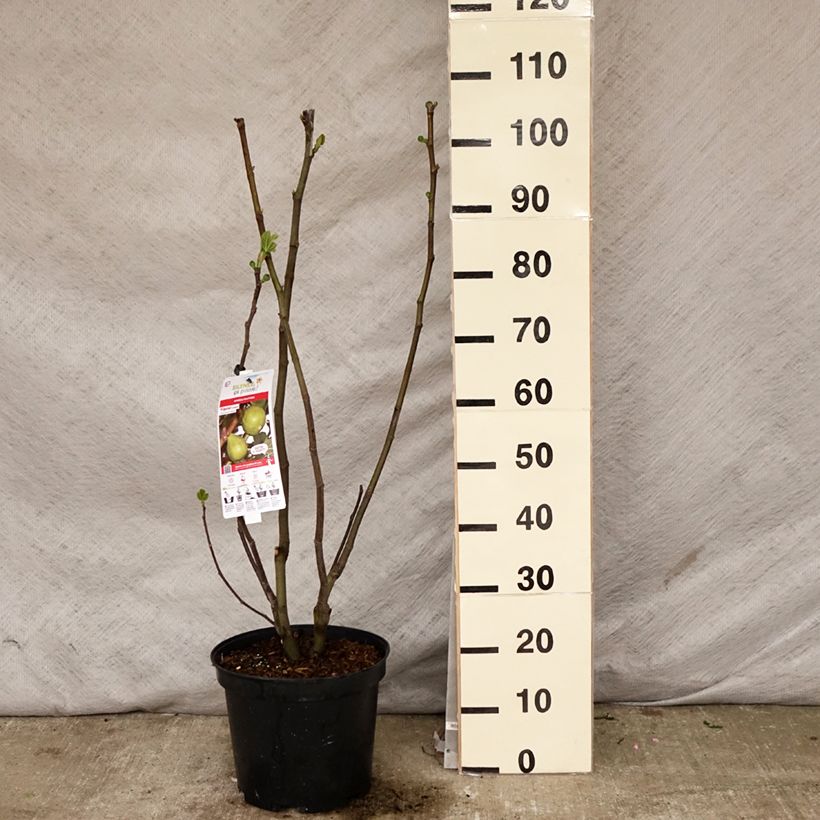 Fico Jannot Vaso da 7,5L/10L, Vaso impalcato medioAltezza consegnata circa 125/150cm esemplare consegnato in primavera