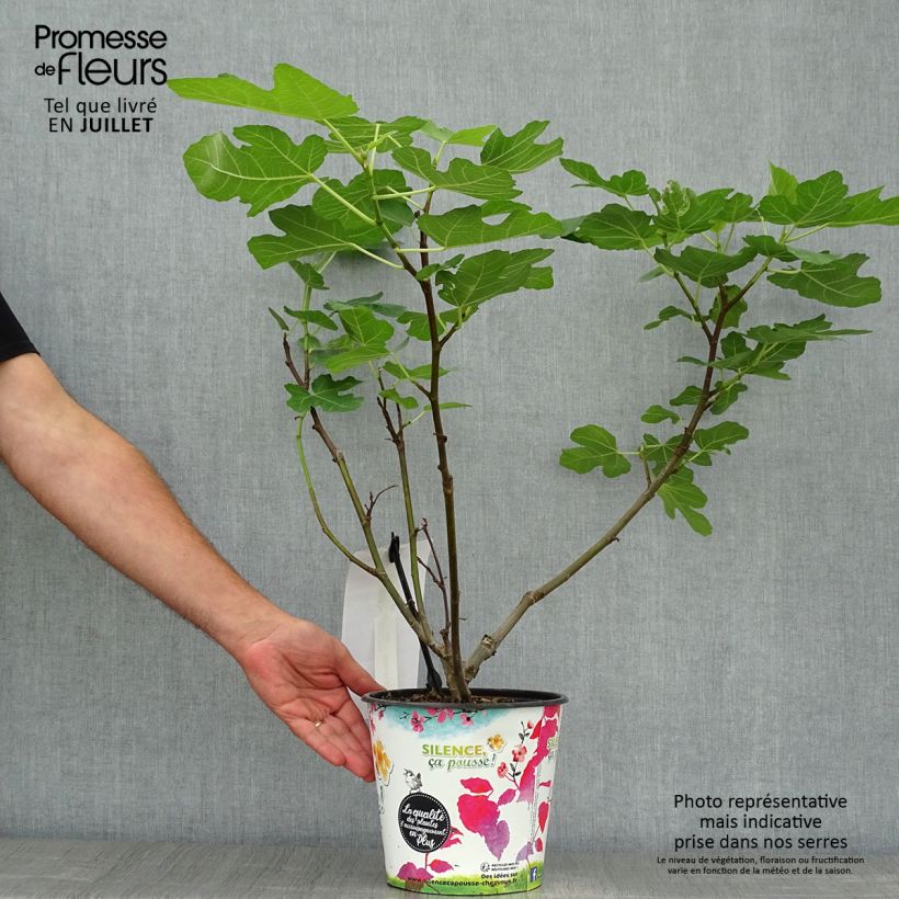 Esemplare di Fico Jordan Vaso da 4L/5L, A cespuglio consegnato in estate