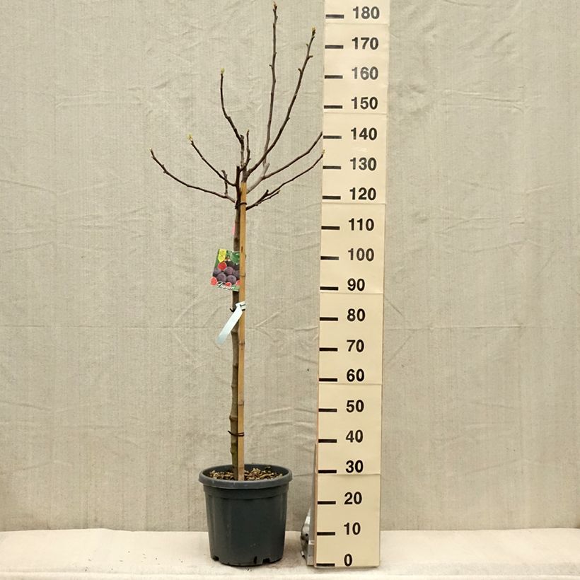 Fico Longue d'Août Vaso da 12L/15L, Vaso impalcato medioAltezza consegnata circa 125/150cm esemplare consegnato in primavera