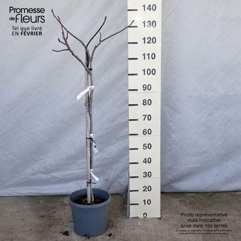 Fico Madeleine des Deux saisons Vaso da 7,5L/10L, VasettoAltezza consegnata circa 80/+cm esemplare consegnato in inverno