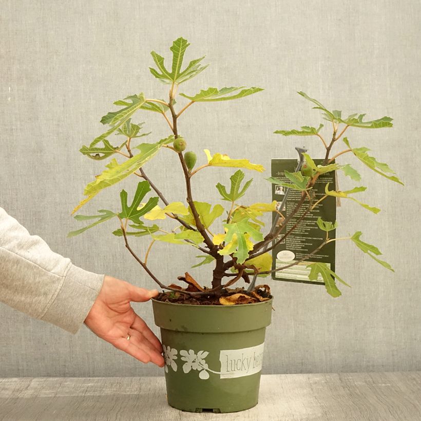 Esemplare di Fico comune Lucky Berry Vaso da 4L/5L, Multifusto come consegnato in autunno