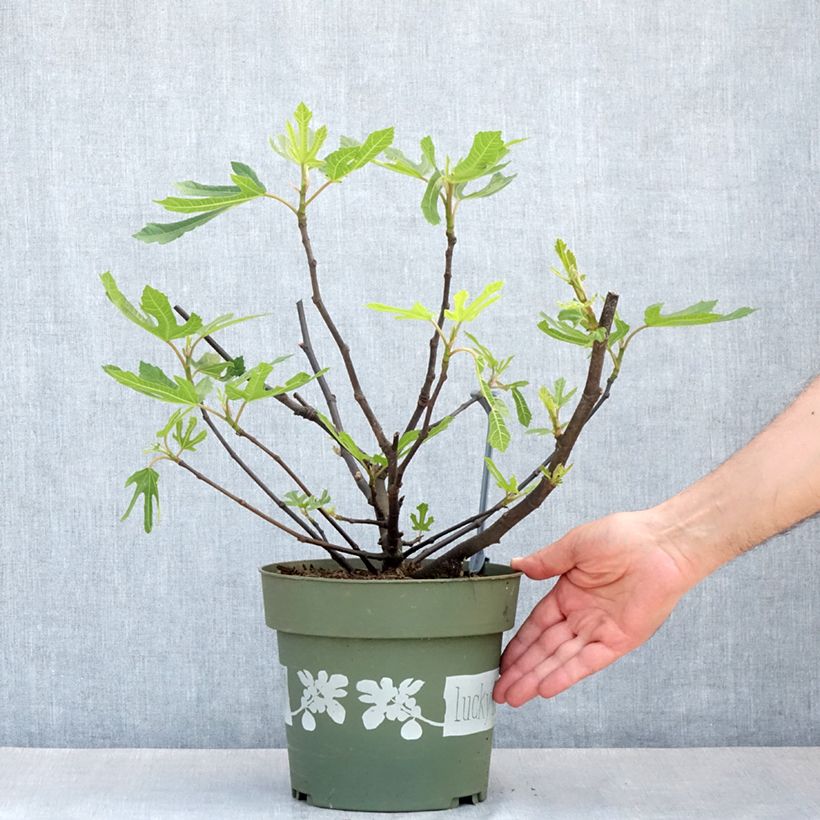 Fico comune Lucky Berry Vaso da 4L/5L, Multifusto esemplare consegnato in primavera
