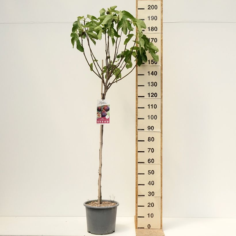 Fico Rouge de juillet Vaso da 12L/15L, Vasetto esemplare consegnato in primavera