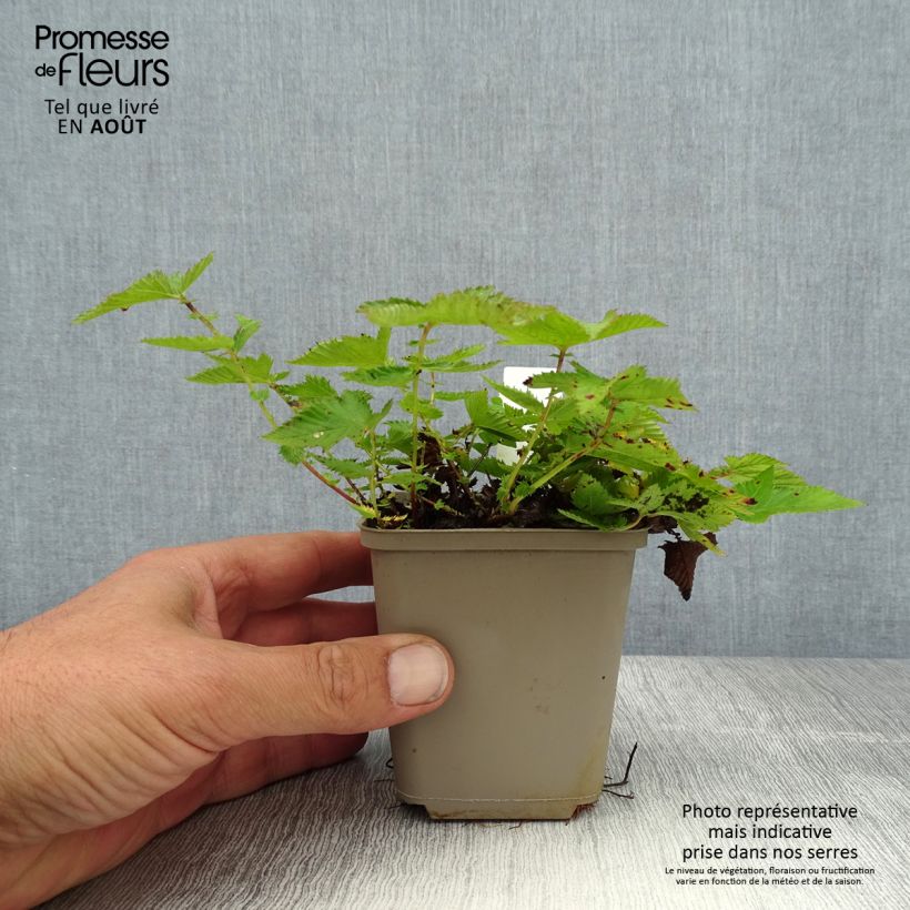 Esemplare di Filipendula Kahome - Olmaria Vasetto da 8/9 cm consegnato in estate
