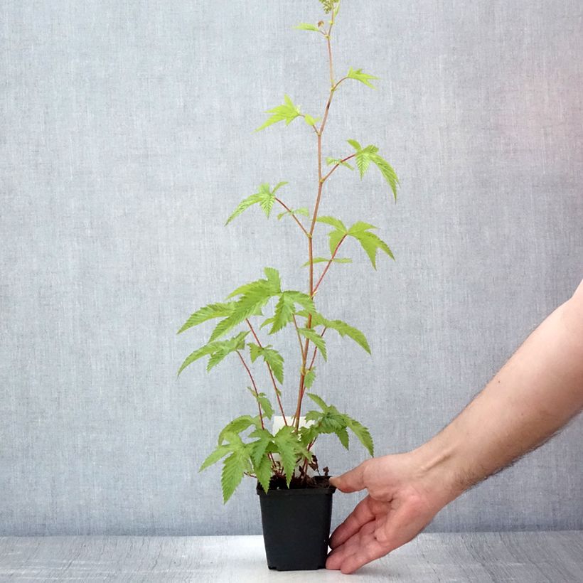 Esemplare di Filipendula purpurea Elegans Vasetto da 8/9 cm consegnato in estate