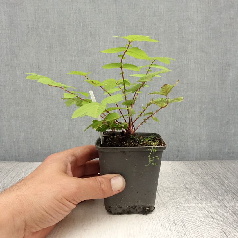 Esemplare di Filipendula ulmaria Rosea Vasetto da 8/9 cm consegnato in estate