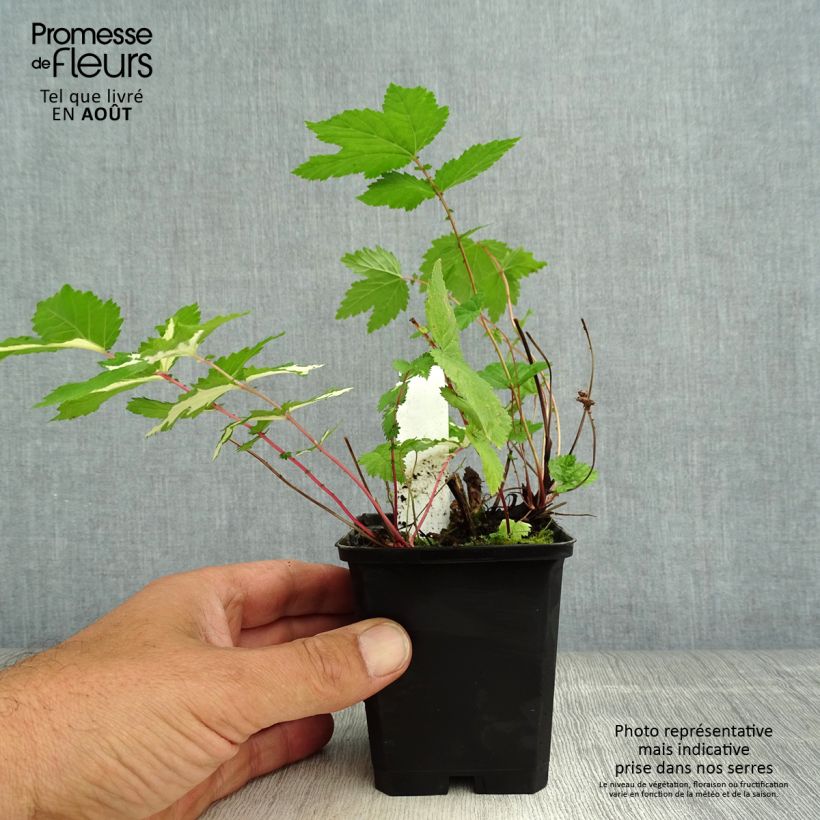 Esemplare di Filipendula ulmaria Variegata Vasetto da 8/9 cm consegnato in estate