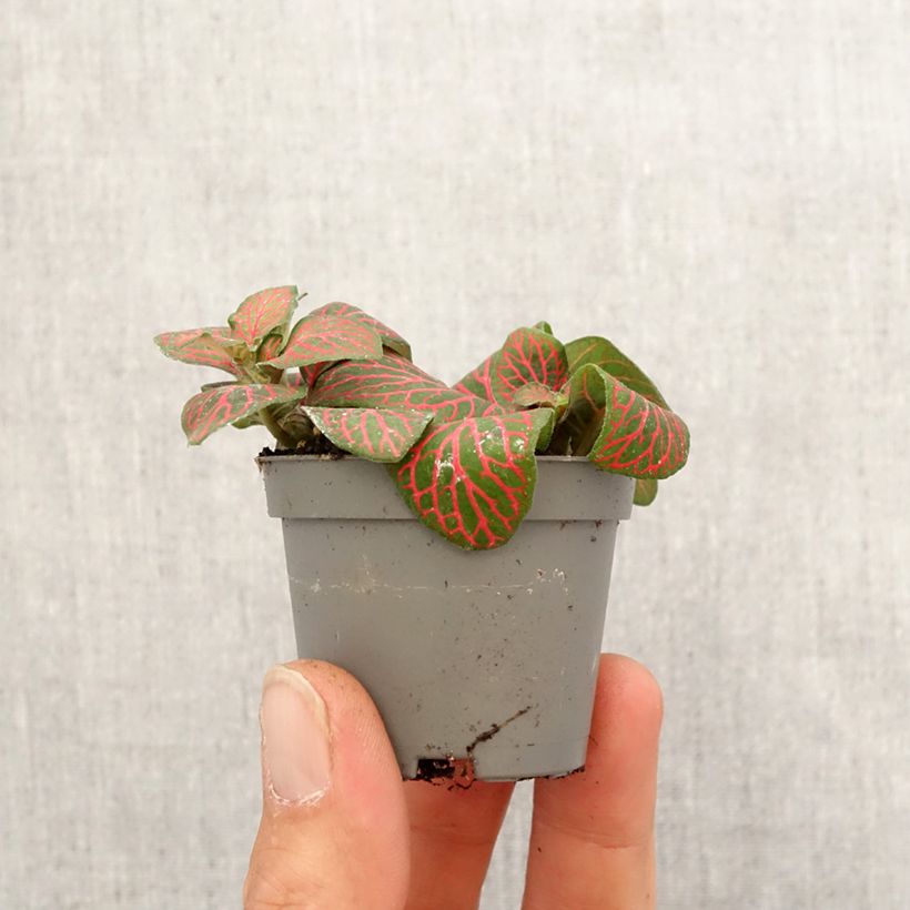 Fittonia Joly Josan Red - Motte 5 cm x 7 cm esemplare consegnato in primavera