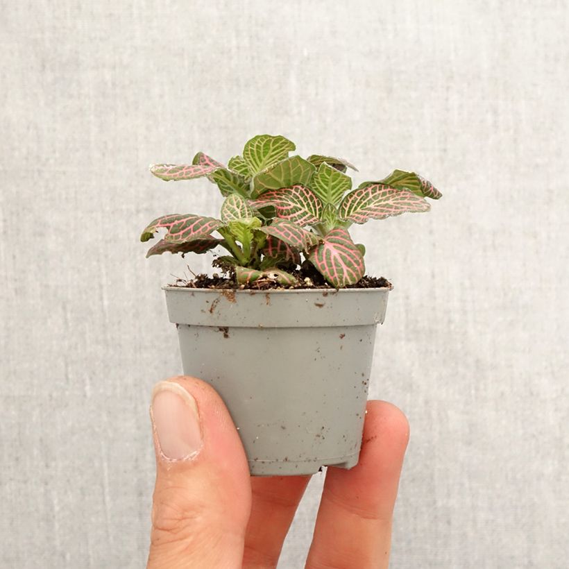 Fittonia Pink Special - Motte 5 cm x 7 cm esemplare consegnato in primavera