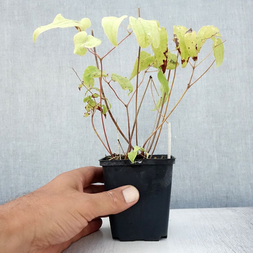 Esemplare di Epimedium Domino Vasetto da 8/9 cm consegnato in estate