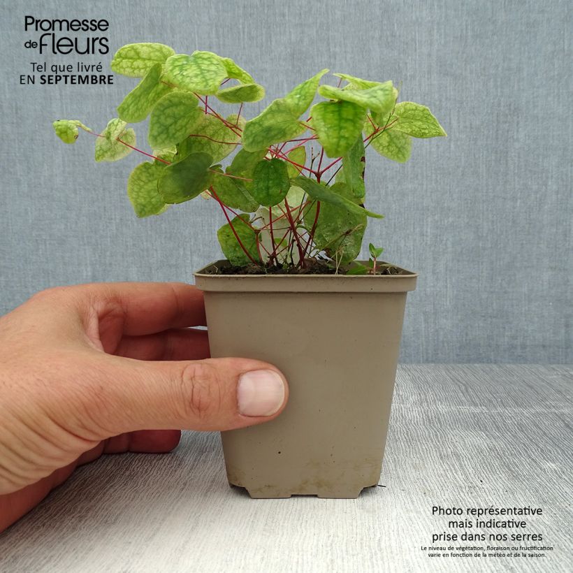 Esemplare di Epimedium grandiflorum Akebono Vasetto da 8/9 cm consegnato in estate