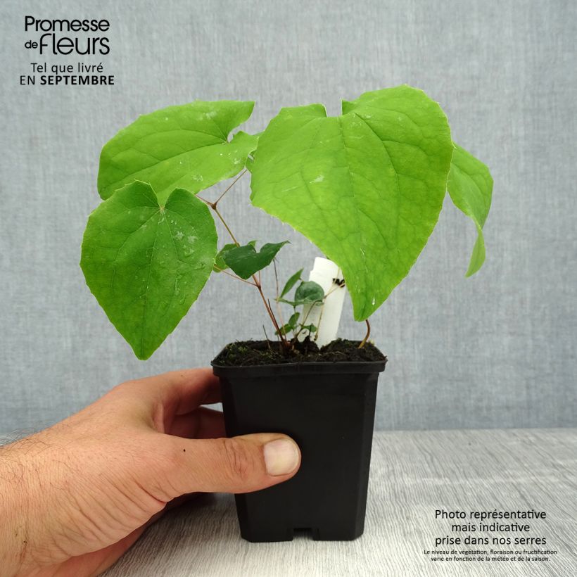 Esemplare di Epimedium pubigerum Orangekönigin Vasetto da 8/9 cm consegnato in estate