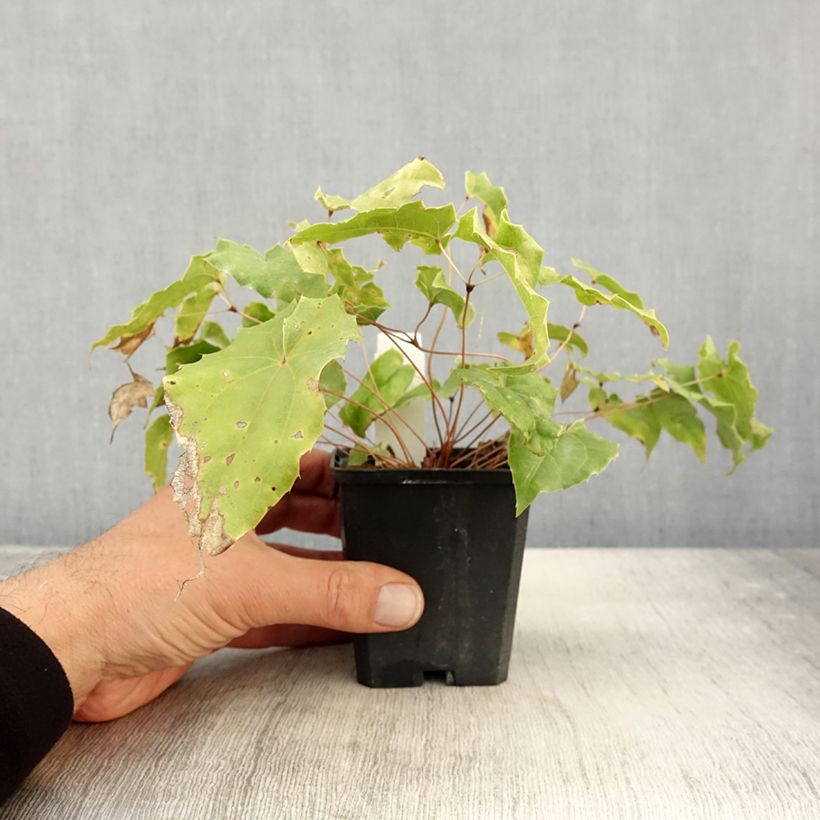 Esemplare di Epimedium wushanense Caramel Vasetto da 8/9 cm come consegnato in autunno