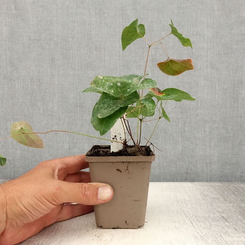 Esemplare di Epimedium Cupreum Vasetto da 8/9 cm consegnato in estate