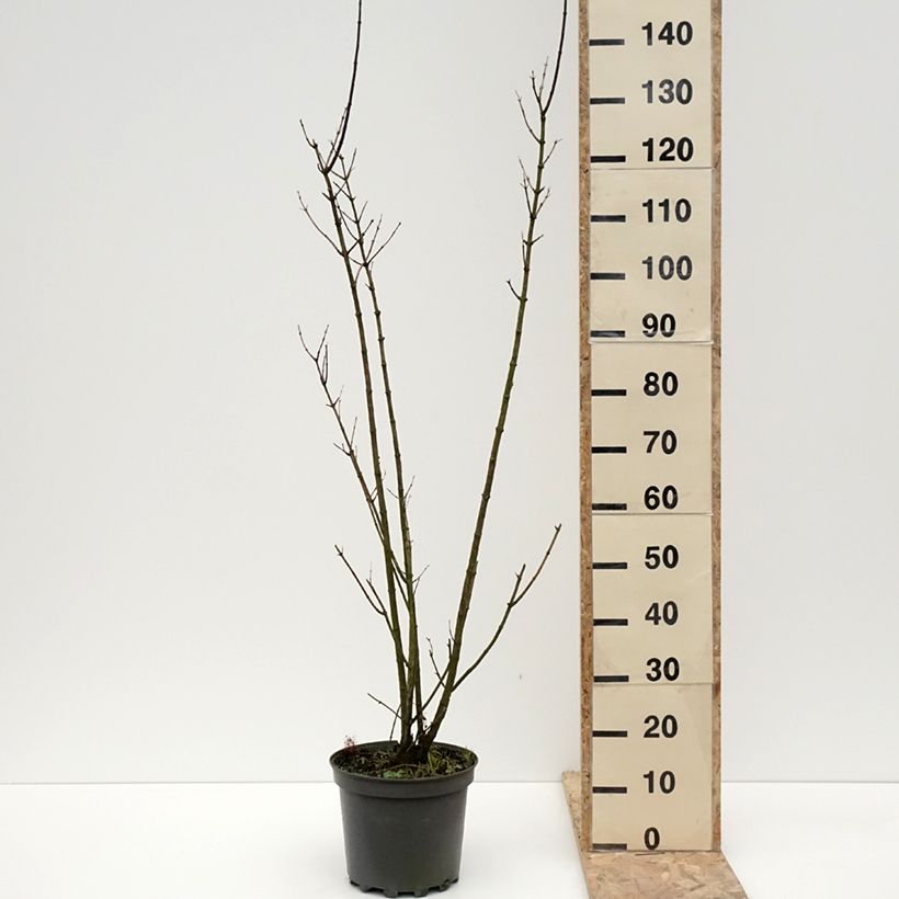Abeliophyllum distichum - Forsizia bianca Vaso da 7,5L/10L esemplare consegnato in inverno