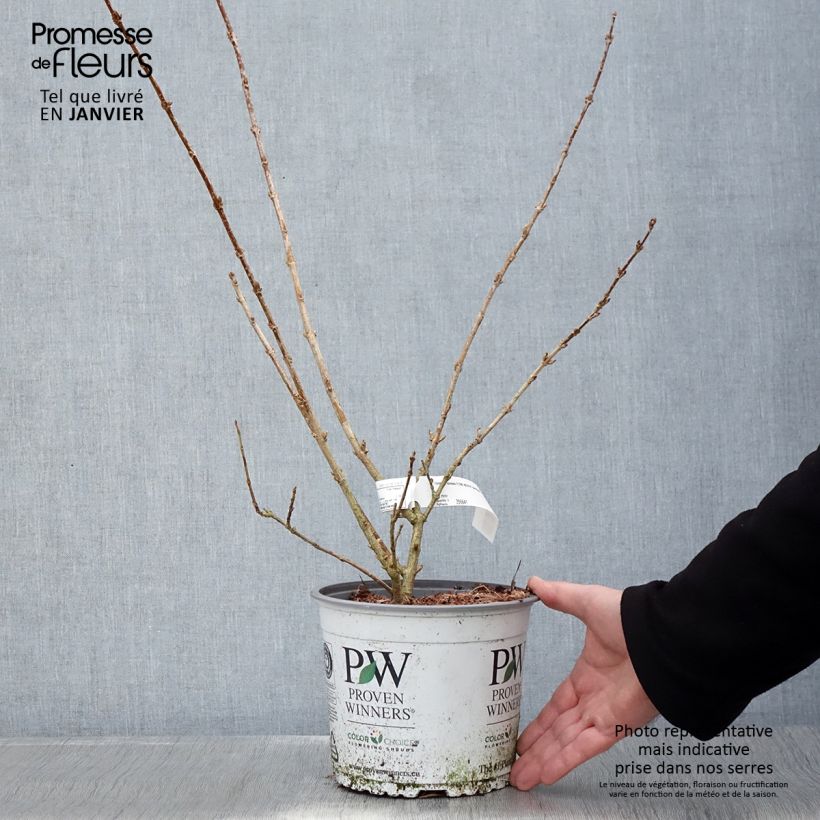 Forsythia koreana Flying Machine Vaso da 3L/4L esemplare consegnato in inverno