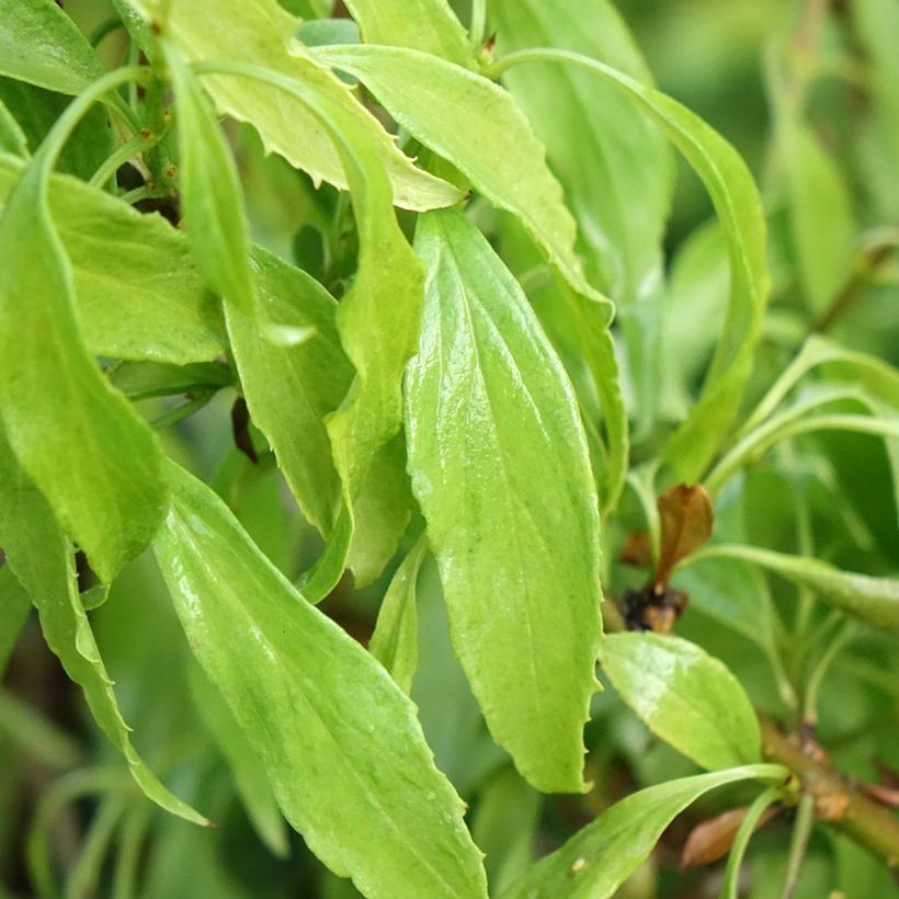 Forsizia Marée d'Or (Fogliame)