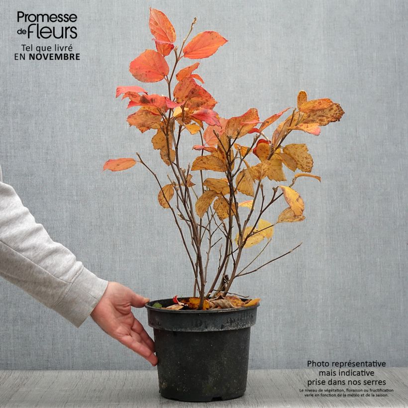 Esemplare di Fothergilla gardenii Suzanne Vaso da 4L/5L come consegnato in autunno