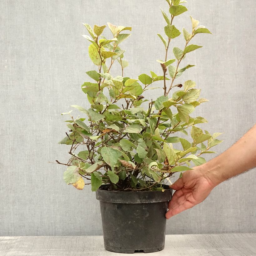 Esemplare di Fothergilla intermedia Blue Shadow Vaso da 3L/4L consegnato in estate