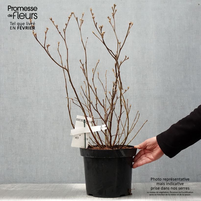 Fothergilla major Vaso da 7,5L/10L esemplare consegnato in inverno