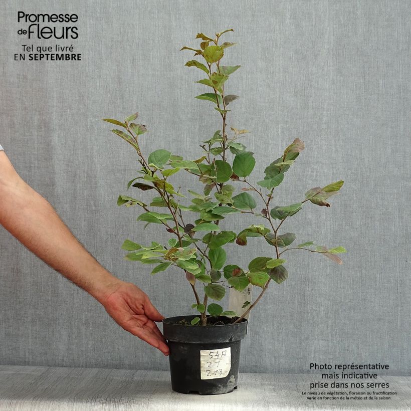 Esemplare di Fothergilla major Vaso da 3L/4L consegnato in estate