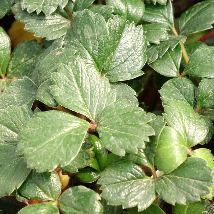 Fragola (Fogliame)