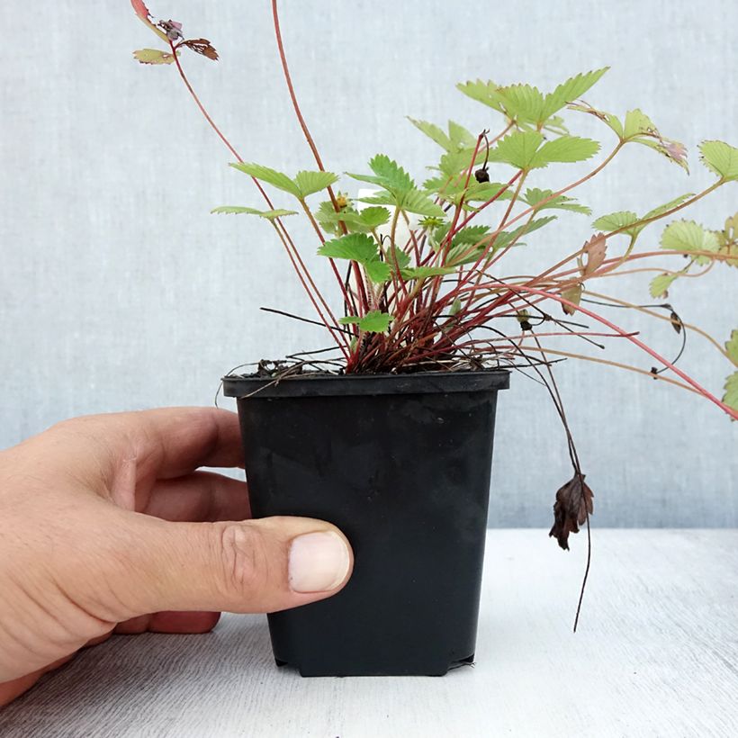 Esemplare di Fragola di bosco Vasetto da 8/9 cm consegnato in estate