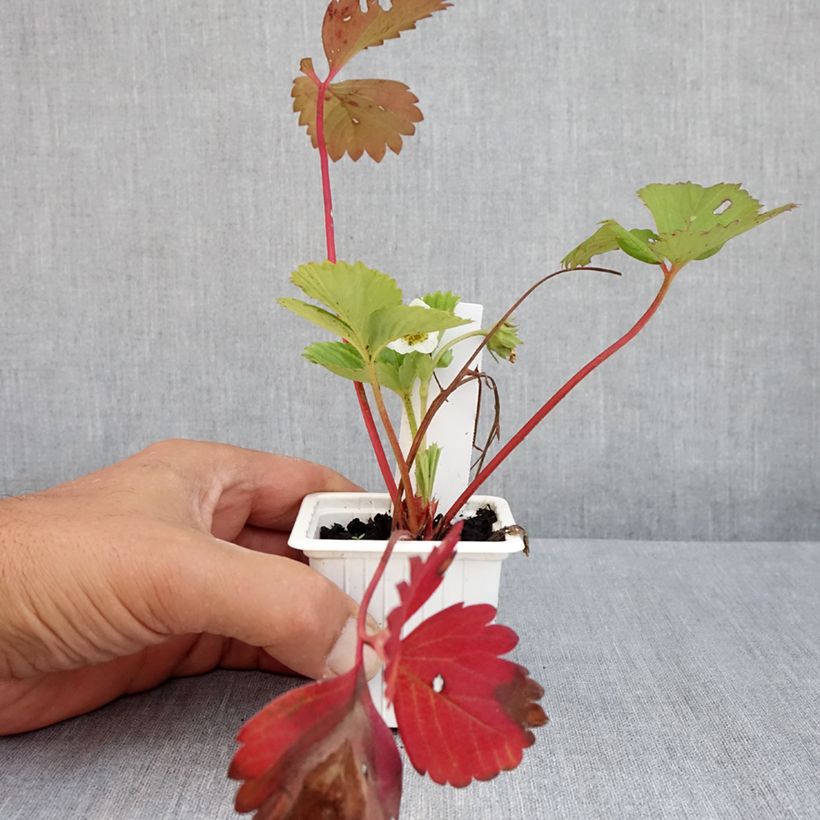 Esemplare di Fragola Cirano Vasetto da 7/8 cm consegnato in estate